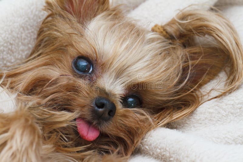 Cute Yorkshire terrier dog royalty free stock photos