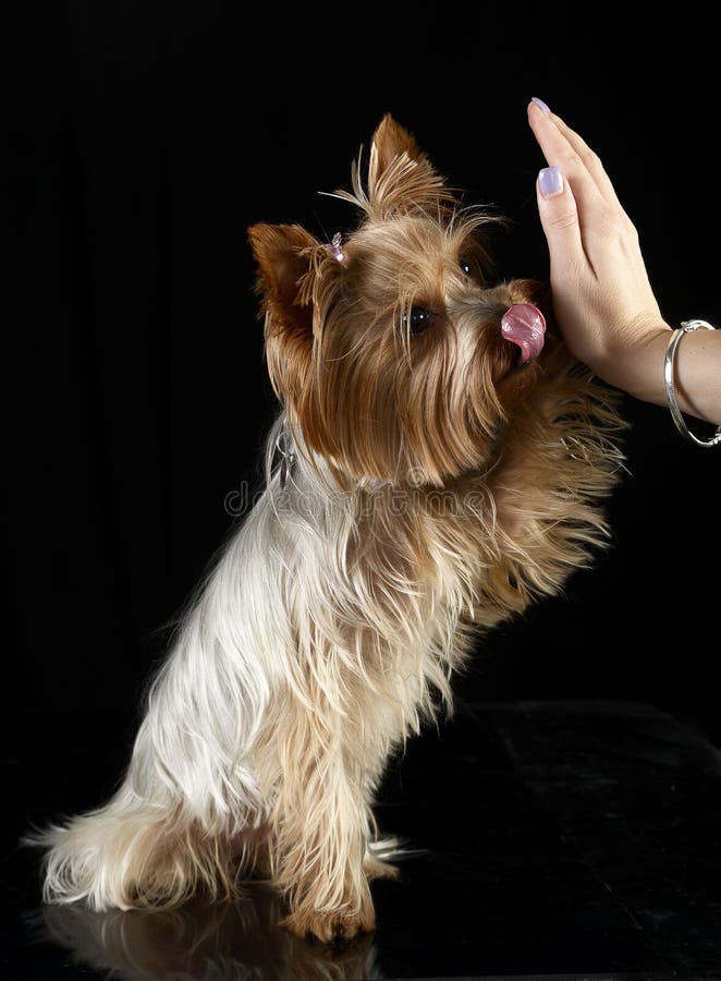 Cute yorkshire terrier give a five in black photo studio stock photography
