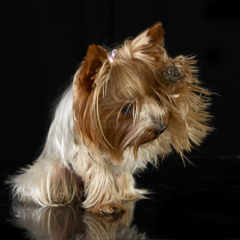 Cute yorkshire terrier give a five in black photo studio royalty free stock photo