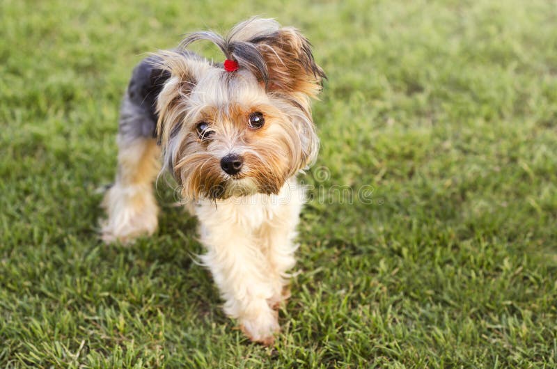 Cute Yorkshire terrier on a grass stock photography