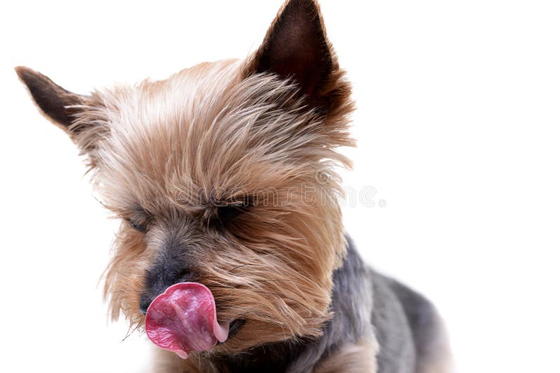A cute Yorkshire Terrier licking his lips royalty free stock photo