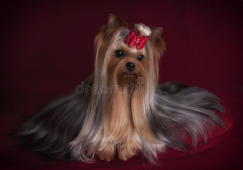 Cute Yorkshire terrier with long coat on red background royalty free stock photography