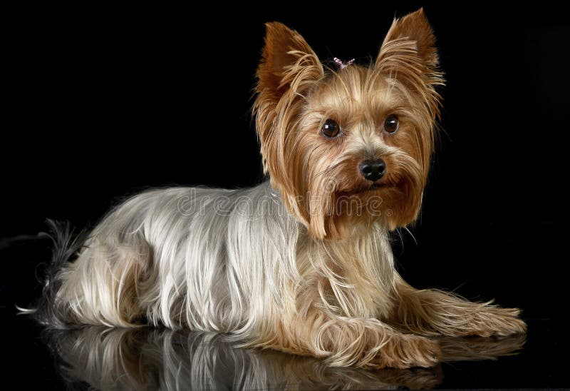Cute yorkshire terrier lying in black photo studio royalty free stock photography