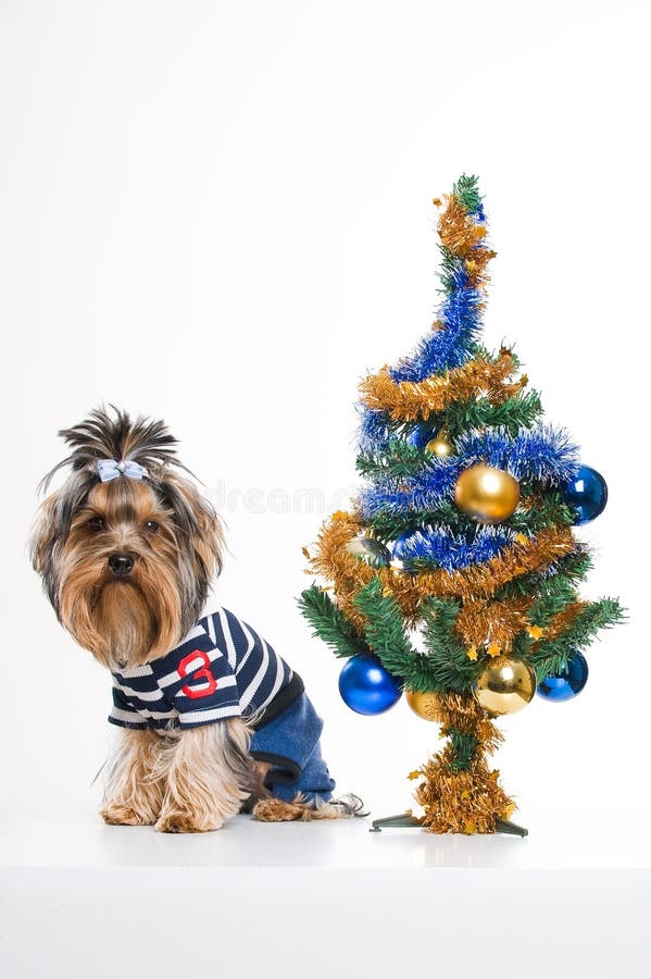 Cute Yorkshire terrier near Christmas tree stock photo