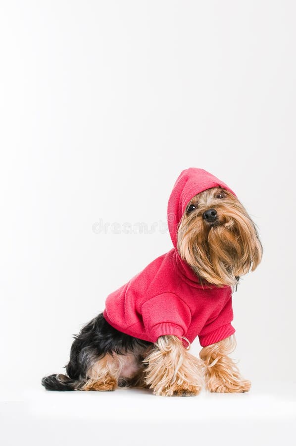 Cute Yorkshire terrier in pink pullover stock image