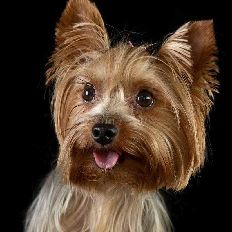 Cute yorkshire terrier portrait in black photo studio stock photography