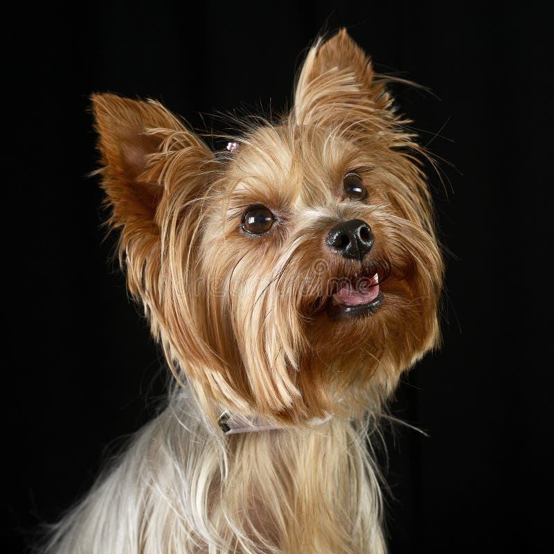 Cute yorkshire terrier portrait in black photo studio royalty free stock photography