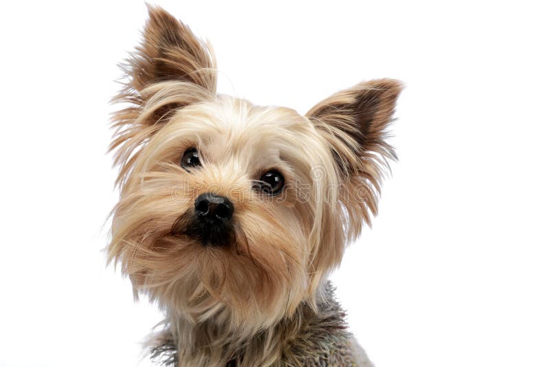 Cute yorkshire terrier portrait in a white studio stock photography