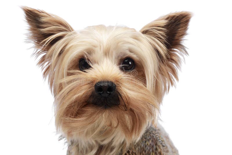 Cute yorkshire terrier portrait in a white studio stock photography