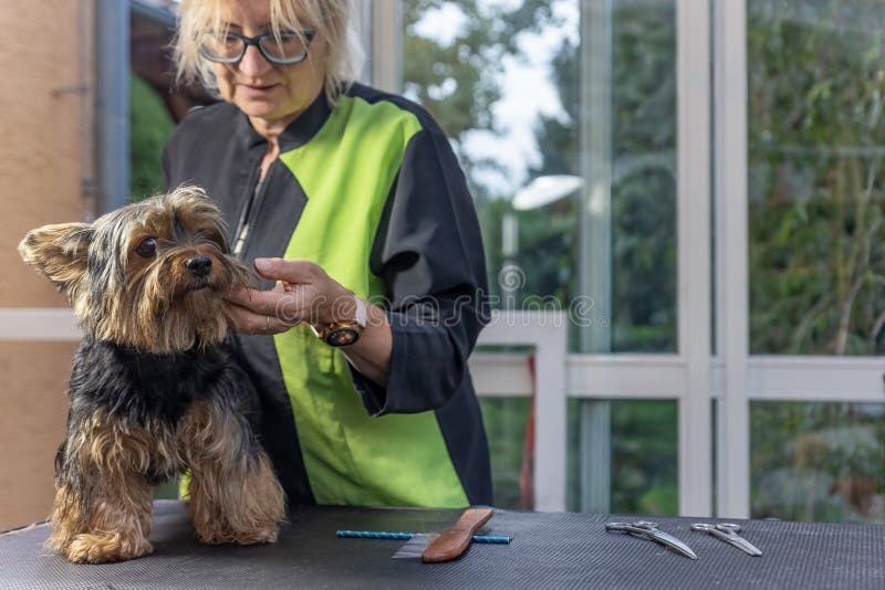 Cute Yorkshire Terrier is posing on grooming table stock image