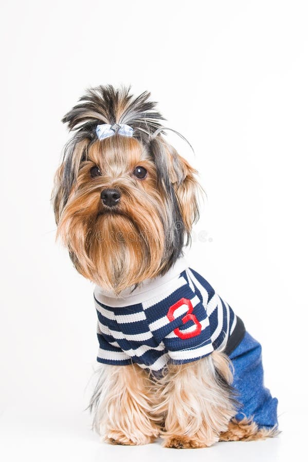 Cute Yorkshire terrier in pullover royalty free stock images