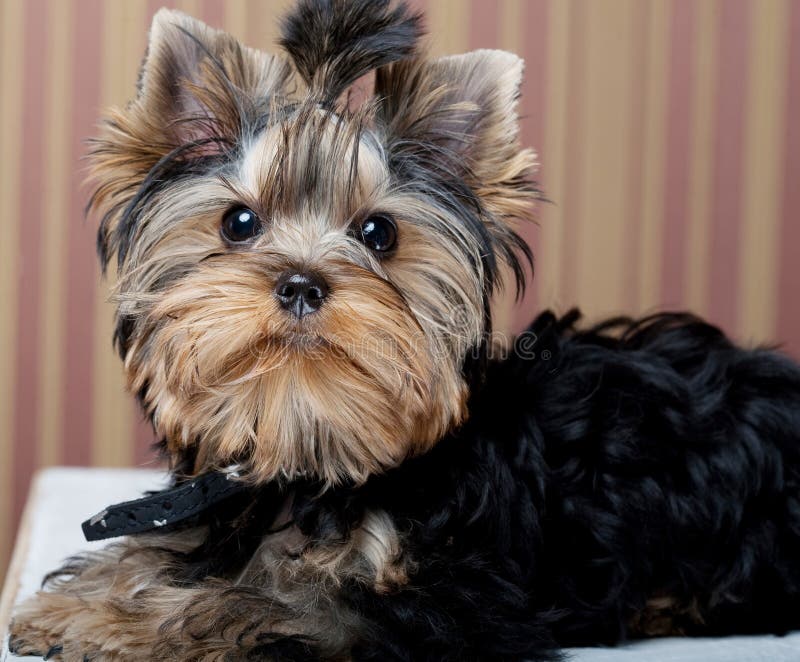 Cute Yorkshire Terrier Puppy