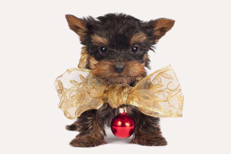 Cute Yorkshire terrier puppy.