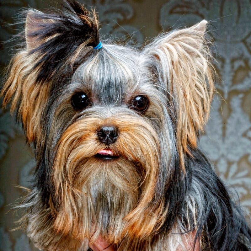 Cute Yorkshire Terrier Puppy stock image