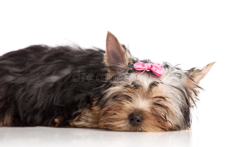 Cute yorkshire terrier puppy asleep royalty free stock images