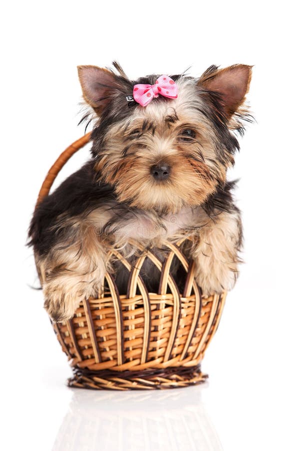 Cute yorkshire terrier puppy in a basket stock photos