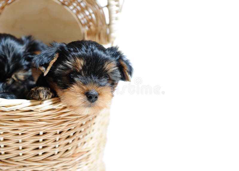 Cute Yorkshire terrier puppy dog sitting in a box