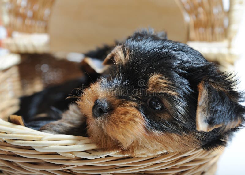 Cute Yorkshire terrier puppy dog sitting in a box