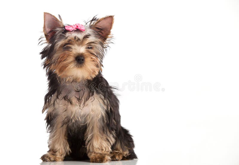 Cute yorkshire terrier puppy isolated over white royalty free stock image
