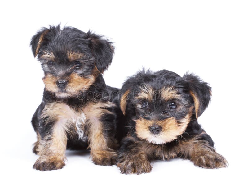 Cute Yorkshire terrier puppy's royalty free stock photos