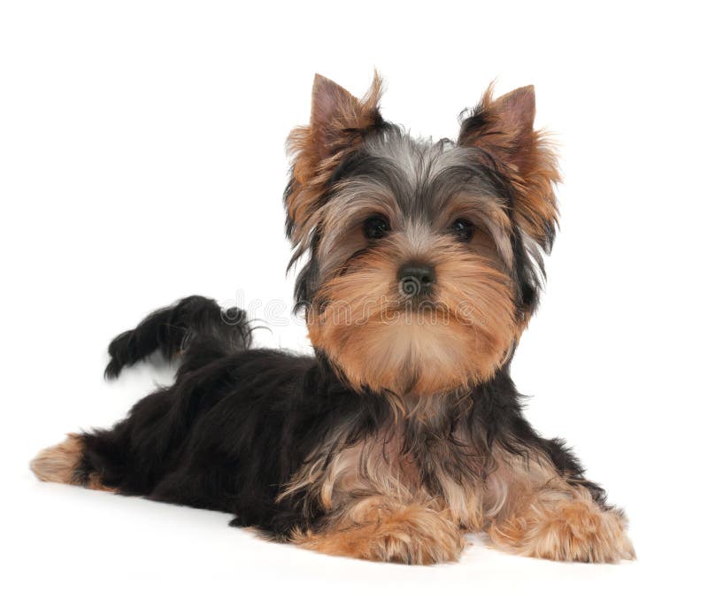Cute Yorkshire Terrier puppy stock images