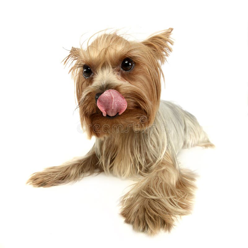 Cute yorkshire terrier relaxing and licking lips in a white pho royalty free stock photos
