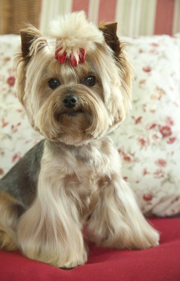 Cute Yorkshire Terrier Sits on Couch with Pillows stock image