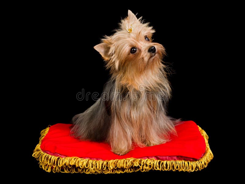 Cute Yorkshire Terrier sitting royalty free stock photos