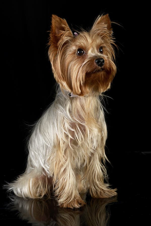 Cute yorkshire terrier sitting in a black photo studio royalty free stock images