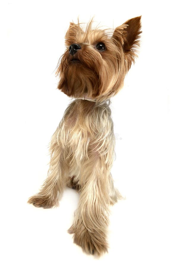 Cute yorkshire terrier sitting in a white photo studio stock photo