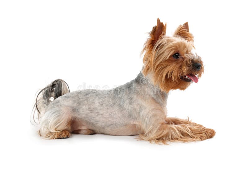Cute Yorkshire Terrier with Toothbrush on White Background Stock Image