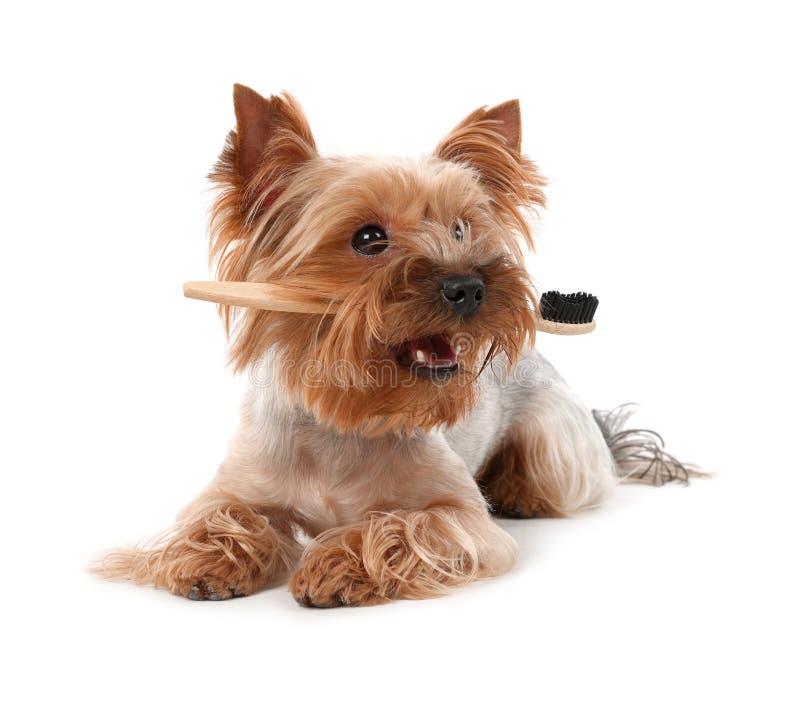 Cute Yorkshire Terrier with Toothbrush on White Background Stock Image