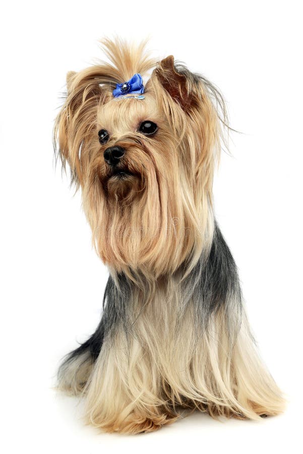 Cute yorkshire terrier in a wehite studio royalty free stock photography