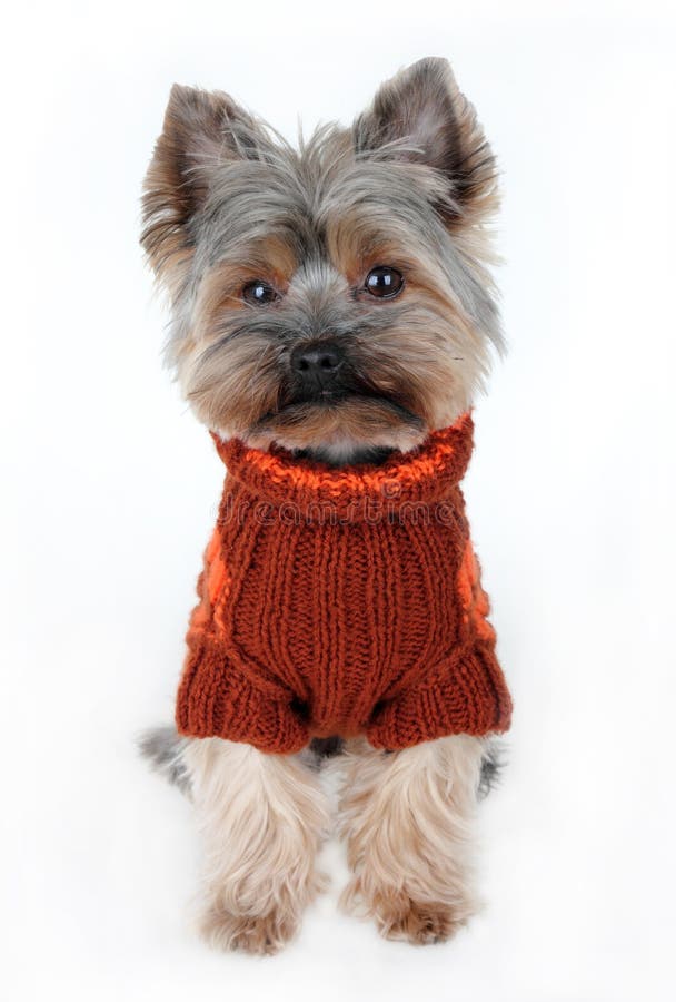 Cute Yorkshire Terrier In Winter Clothes Stock Photo Image 27636998