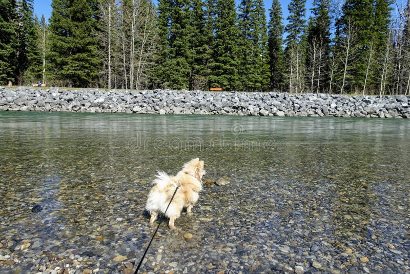 A cute young blonde puppy pomeranian dog on a leash wading in the shallow clear water of a river on a beautiful sunny day