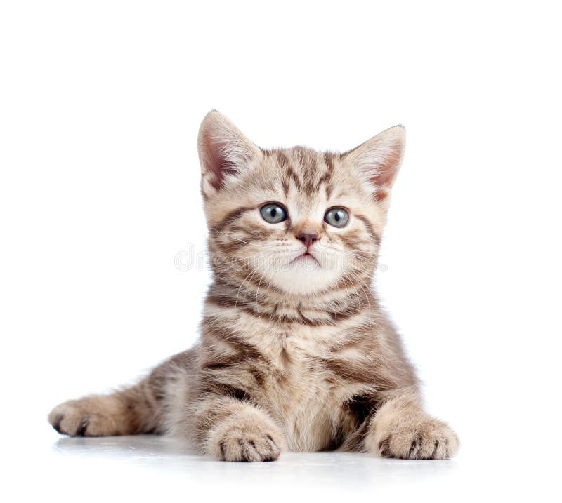 Cute Young Cat on White Background Stock Image - Image of cuddly, lovely:  25130253