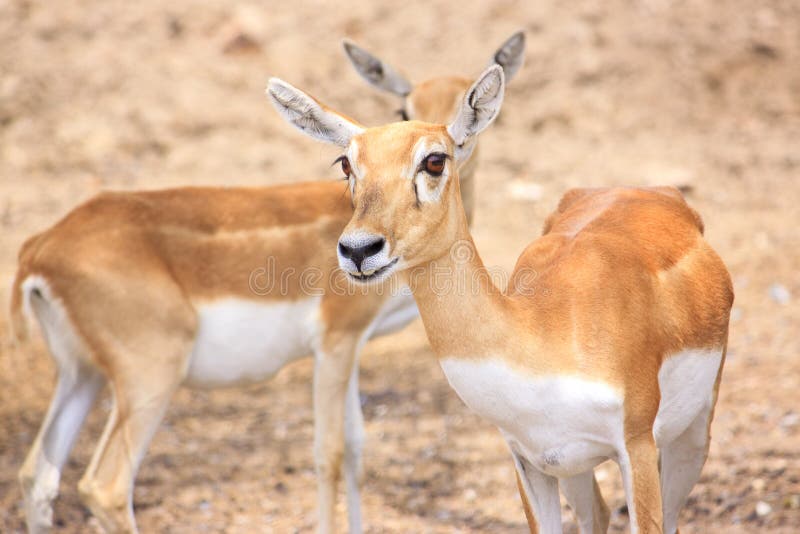Cute young deer or antelope from a safari zoo