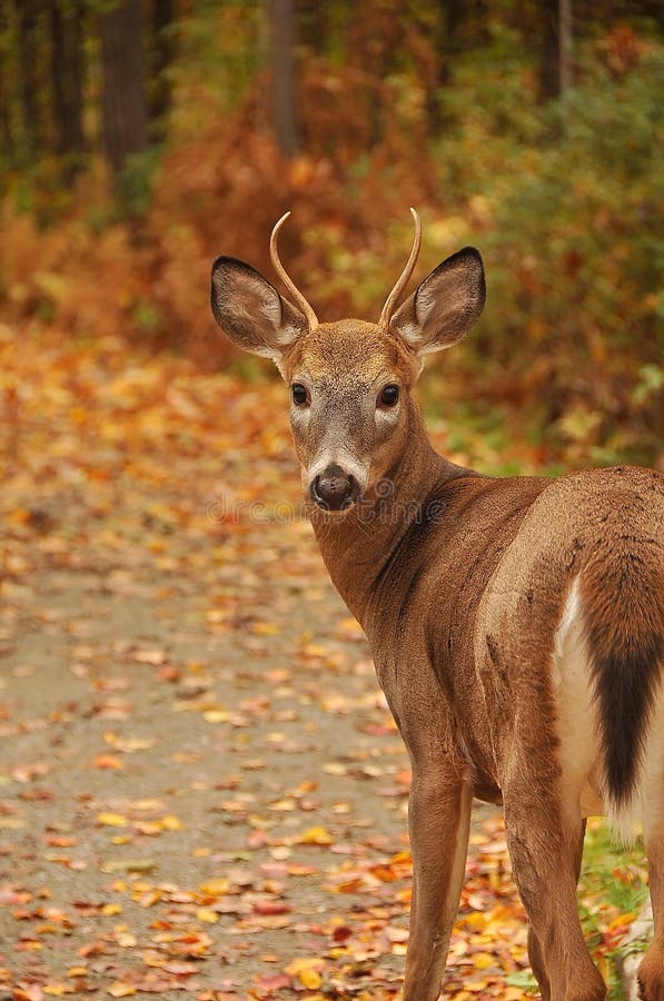 Cute young deer stock image. Image of seasons, tree, america 80856017