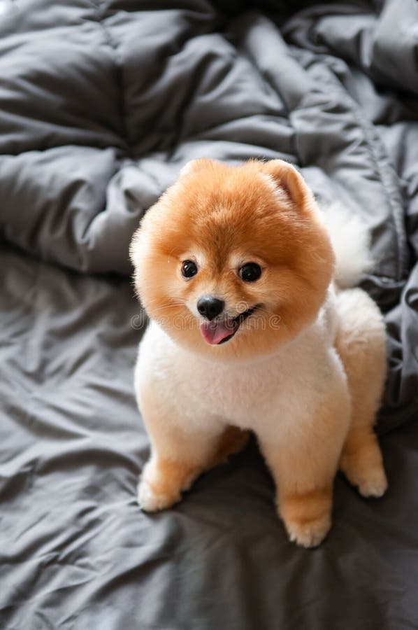 Cute Young Fluffy Hair Pomeranian Dogs Sit on Cozy Bed with Very Happy Face  Stock Image - Image of canines, home: 165734577
