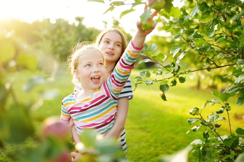 Cute Young Girls Harvesting Apples in Apple Tree Orchard in Summer Day ...