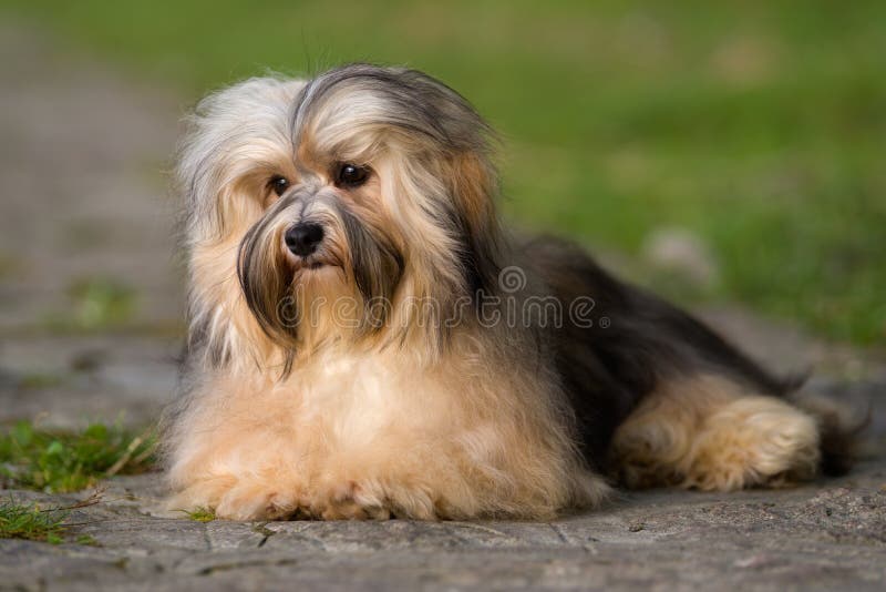 Cute young havanese dog lying on a paved road in soft sunlight