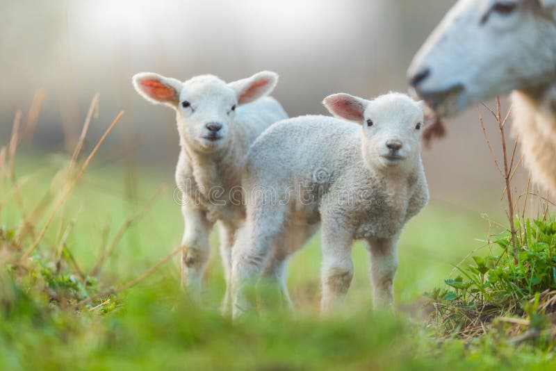 Cute young lambs with their mother on pasture