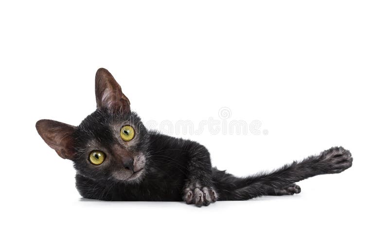 Cute young Lykoi / werewolf cat kitten Isolated on a white background.