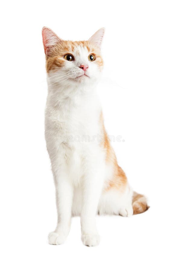 cute young orange white cat sitting tall stock photo image