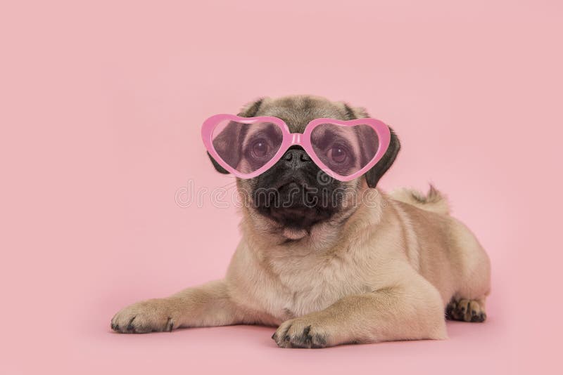 pugs shoots sunglasses