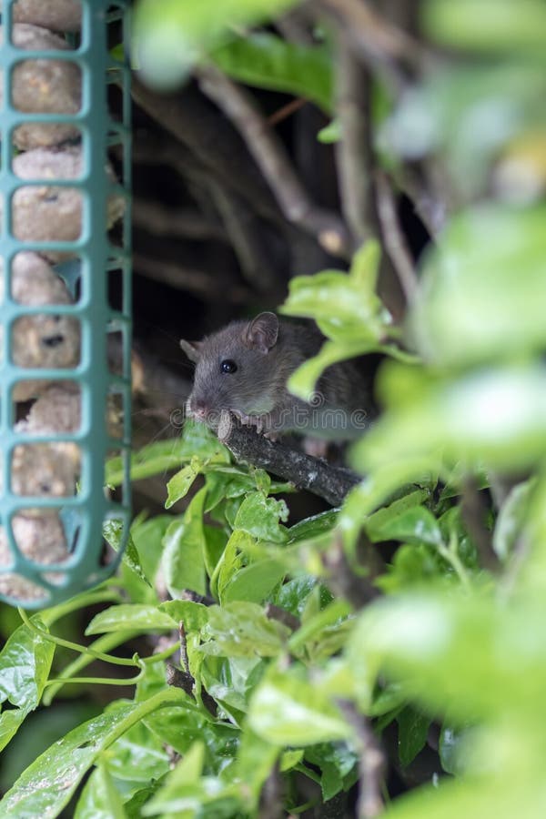 Cute young rat. Vermin garden pest approaching garden bird feeder stock image Cute young rat. Vermin garden pest approaching garden bird feeder stock image