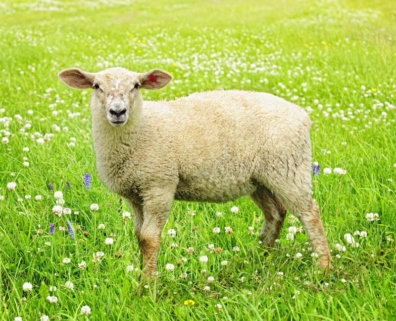 Cute young sheep stock images Cute young sheep stock images