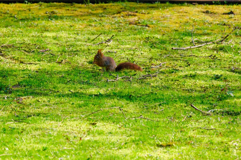 Cute Young Squirrel Playing on Green Meadow at Park Stock Image Image