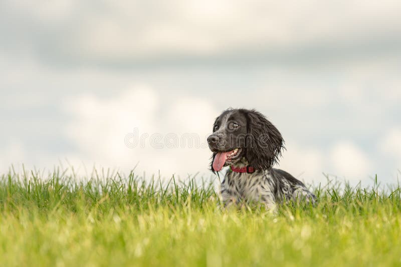 Cute Young stolzer englischer Spaniel Hund liegt im Gras auf einer grünen Wiese stockfotografie