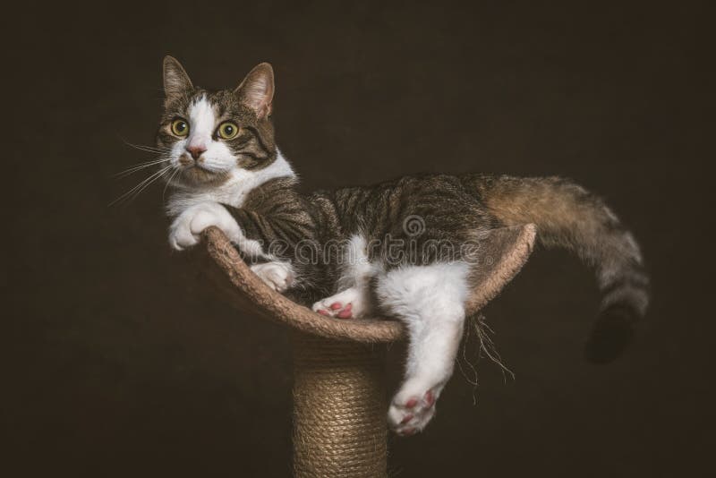 Cute young tabby cat with white chest lying on scratching post against dark fabric background.